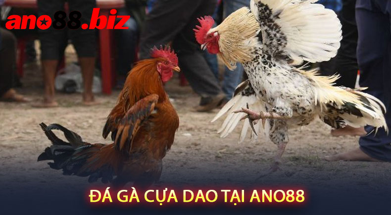 Đá gà cựa dao tại ANO88